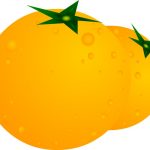 Vector drawing of mandarin orange